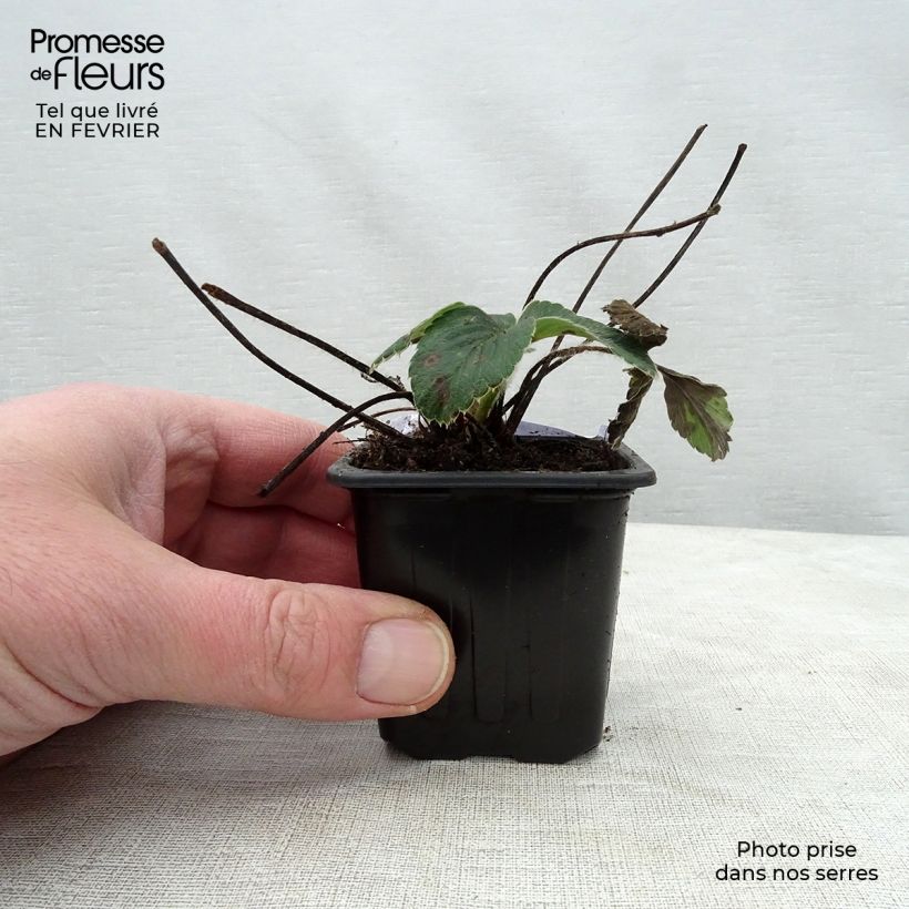 Strawberry Framberry - Fragaria ananassa 12cm pot sample as delivered in winter