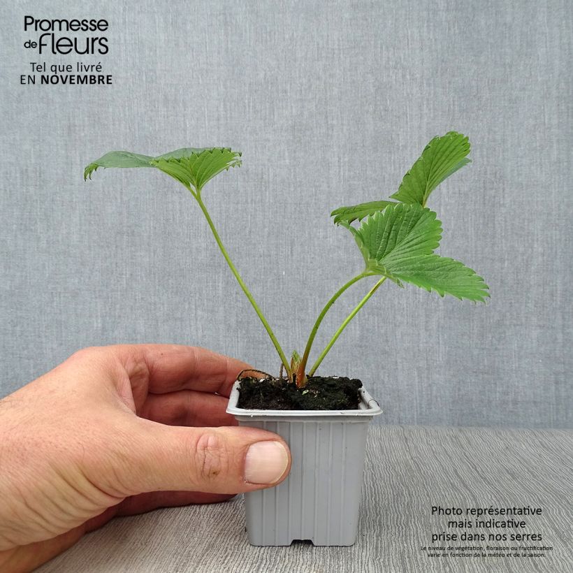 Strawberry Gariguette - Fragaria ananassa 7/8 cm pot sample as delivered in autumn