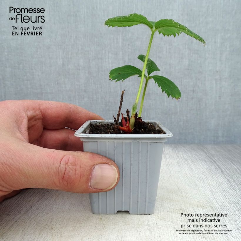 Strawberry Gariguette - Fragaria ananassa 7/8 cm pot sample as delivered in winter