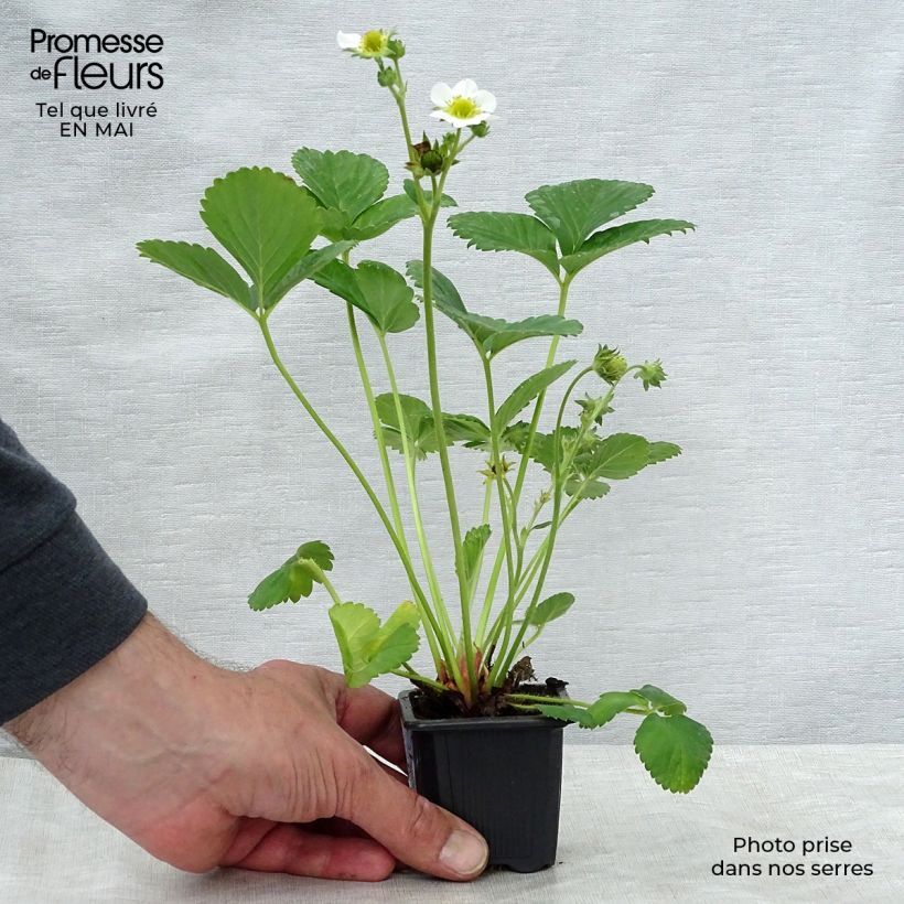 Strawberry Gento (everbearing) - Fragaria ananassa 7/8 cm pot sample as delivered in spring