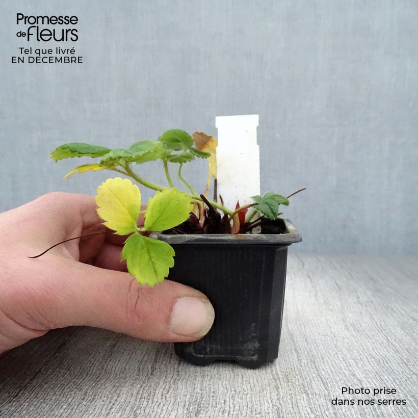 Strawberry Gento (everbearing) - Fragaria ananassa 7/8 cm pot sample as delivered in winter