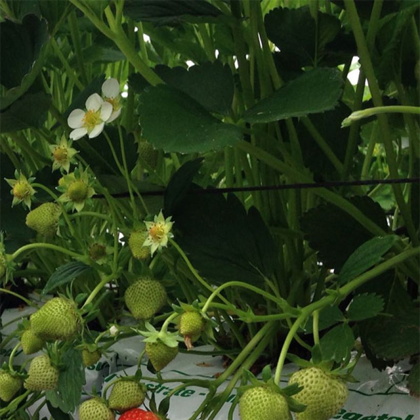 Strawberry Magnum Marionnet 97 - Fragaria ananassa (Foliage)