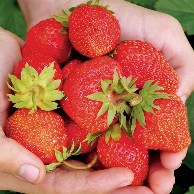 Strawberry Magnum Marionnet 97 - Fragaria ananassa (Harvest)