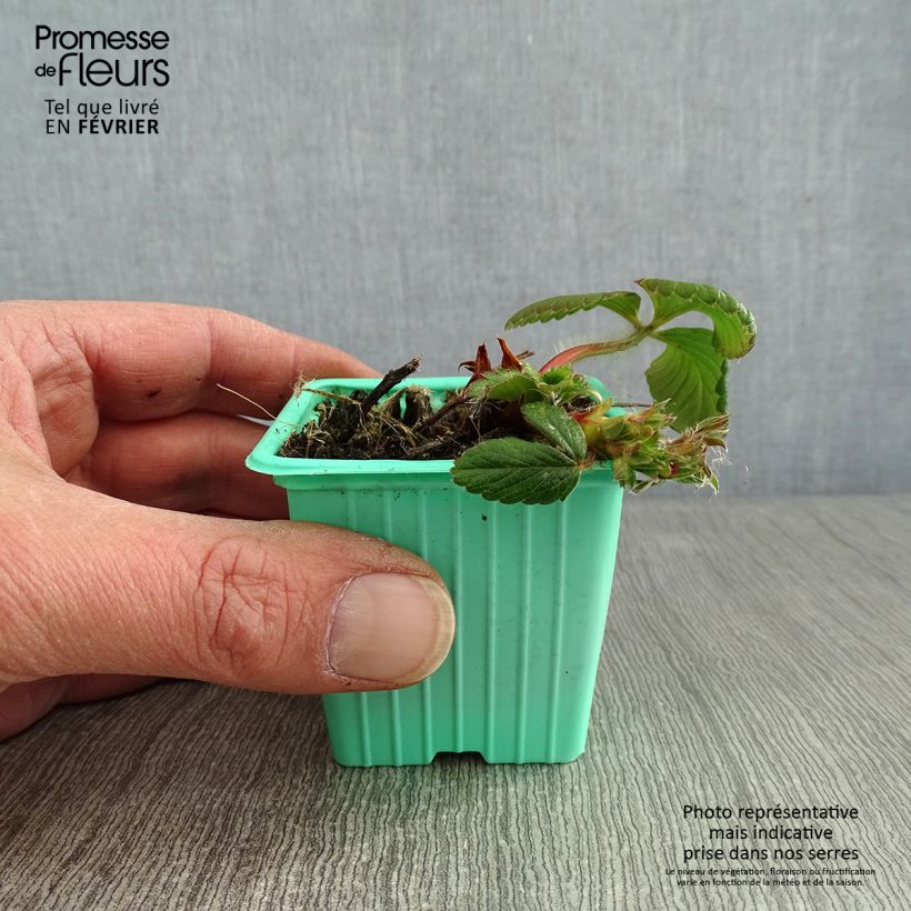 Wild Strawberry Mara des Bois plants (everbearing) 7/8 cm pot sample as delivered in winter