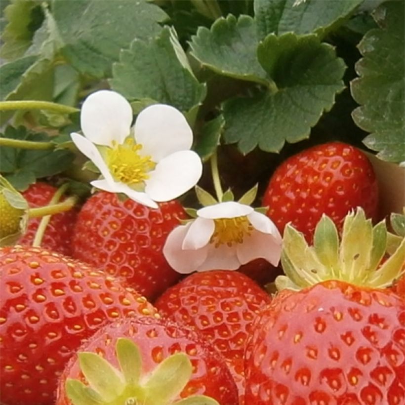 Strawberry Mariguette plants (everbearing) - Fragaria ananassa (Flowering)