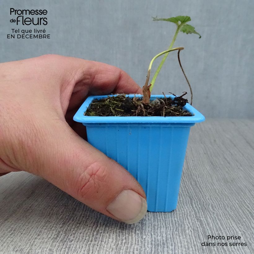 Strawberry Mariguette plants (everbearing) - Fragaria ananassa 7/8 cm pot sample as delivered in winter