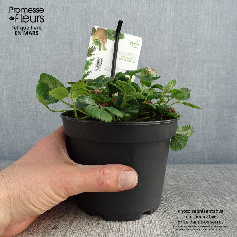 Large-fruited Strawberry Temptation - Fragaria 1.5L/2L pot sample as delivered in winter