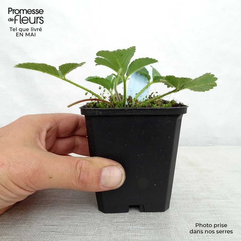 Fragaria rubicolia Mont Omei 8/9 cm pot sample as delivered in spring