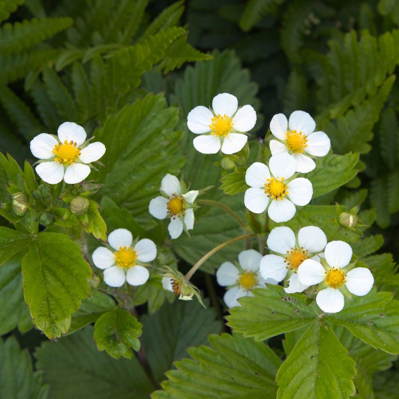 Fragaria vesca  (Flowering)