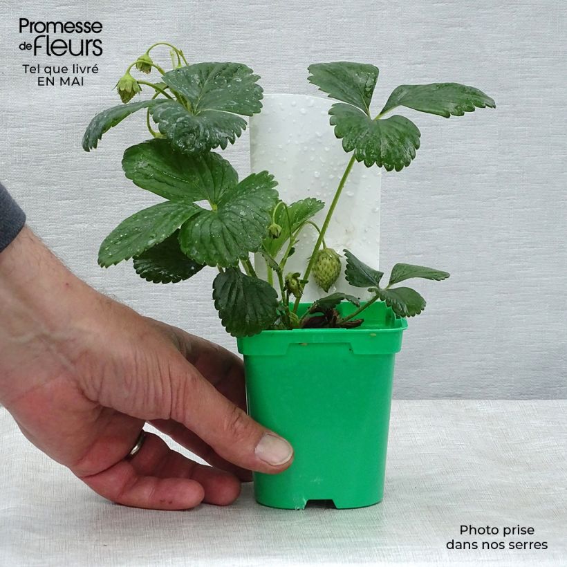 Climbing strawberry Mount Everest plants - Fragaria ananassa 10cm/11cm pot sample as delivered in spring