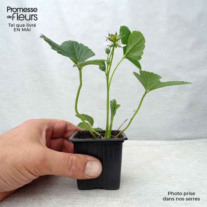 Strawberry Maestro - Fragaria ananassa 7/8 cm pot sample as delivered in spring