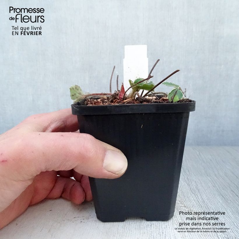 Fragaria Pink Panda 8/9 cm pot sample as delivered in winter
