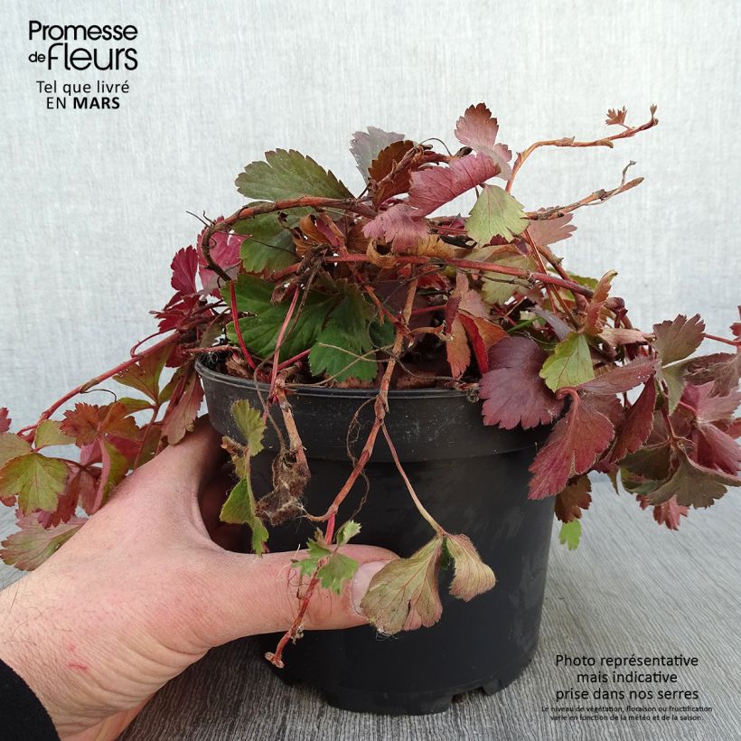 Waldsteinia ternata 2L/3L pot sample as delivered in winter