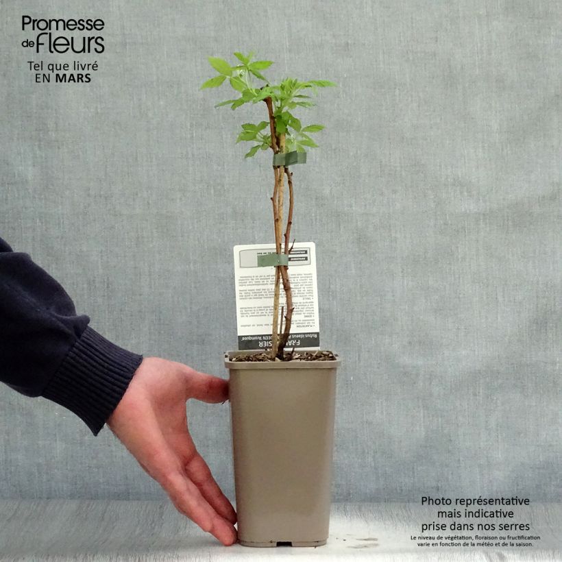 Raspberry Aroma Queen (Everbearing) - Rubus idaeus 1.5L/2L pot, Clump sample as delivered in spring