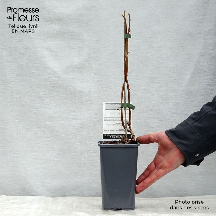 Raspberry Autumn Amber (Everbearing) - Rubus idaeus 1.5L/2L pot, Clump sample as delivered in spring