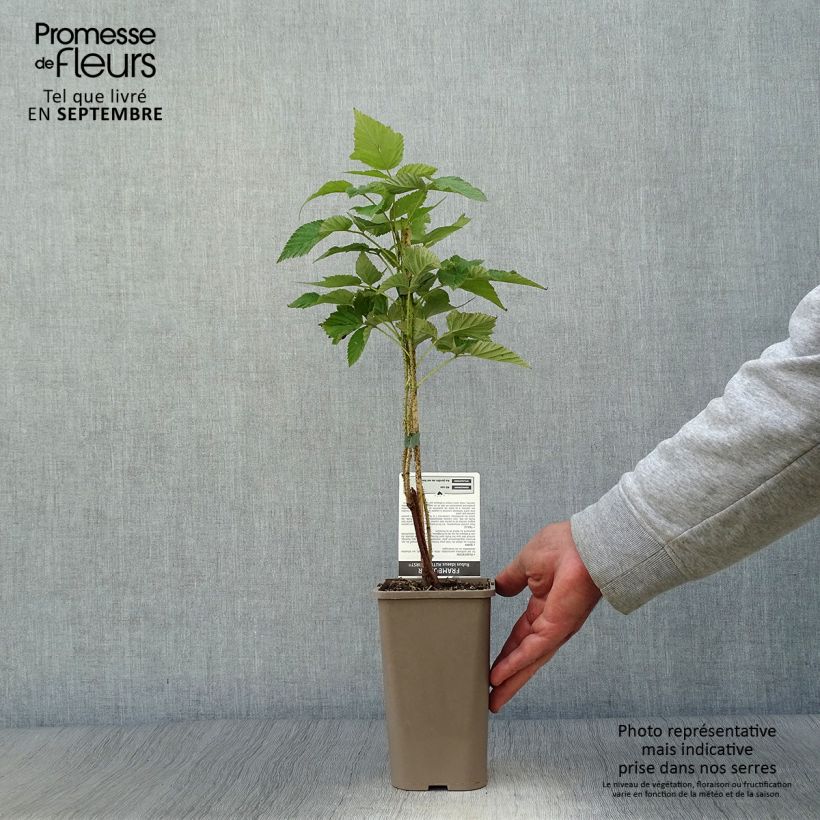 Raspberry Autumn First (Everbearing) - Rubus idaeus 1.5L/2L pot, Clump sample as delivered in autumn