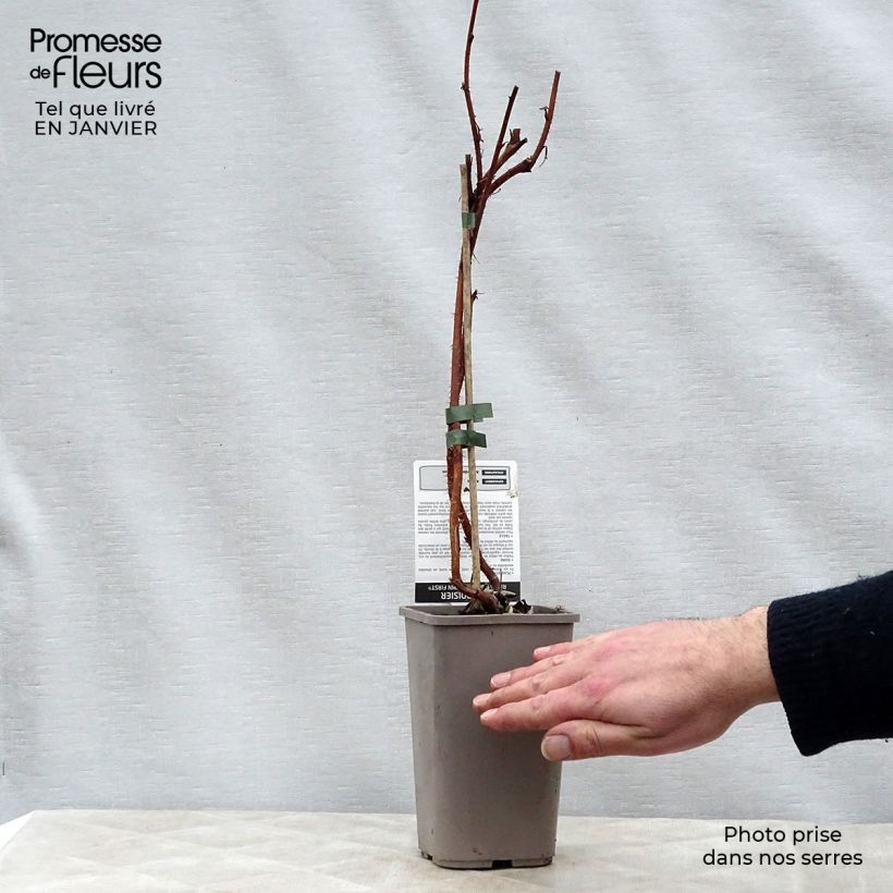 Raspberry Autumn First (Everbearing) - Rubus idaeus 1.5L/2L pot, Clump sample as delivered in winter