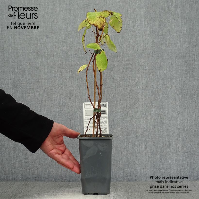 Organic Raspberry Autumn Happy Malling (Everbearing) - Rubus idaeus 1.5L/2L pot, Bush sample as delivered in autumn