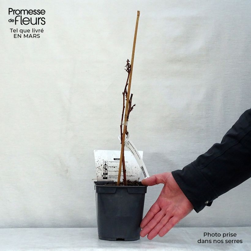 Raspberry Belle de Malicorne - Rubus idaeus 2L/3L pot, Clump sample as delivered in spring