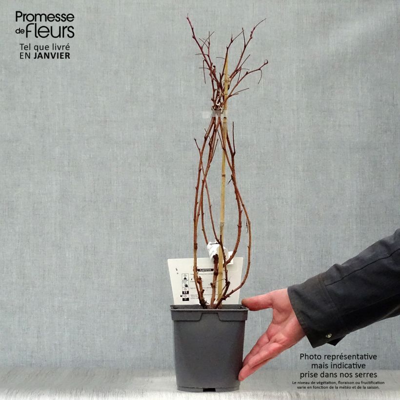 Raspberry Belle de Malicorne - Rubus idaeus 2L/3L pot, Clump sample as delivered in winter