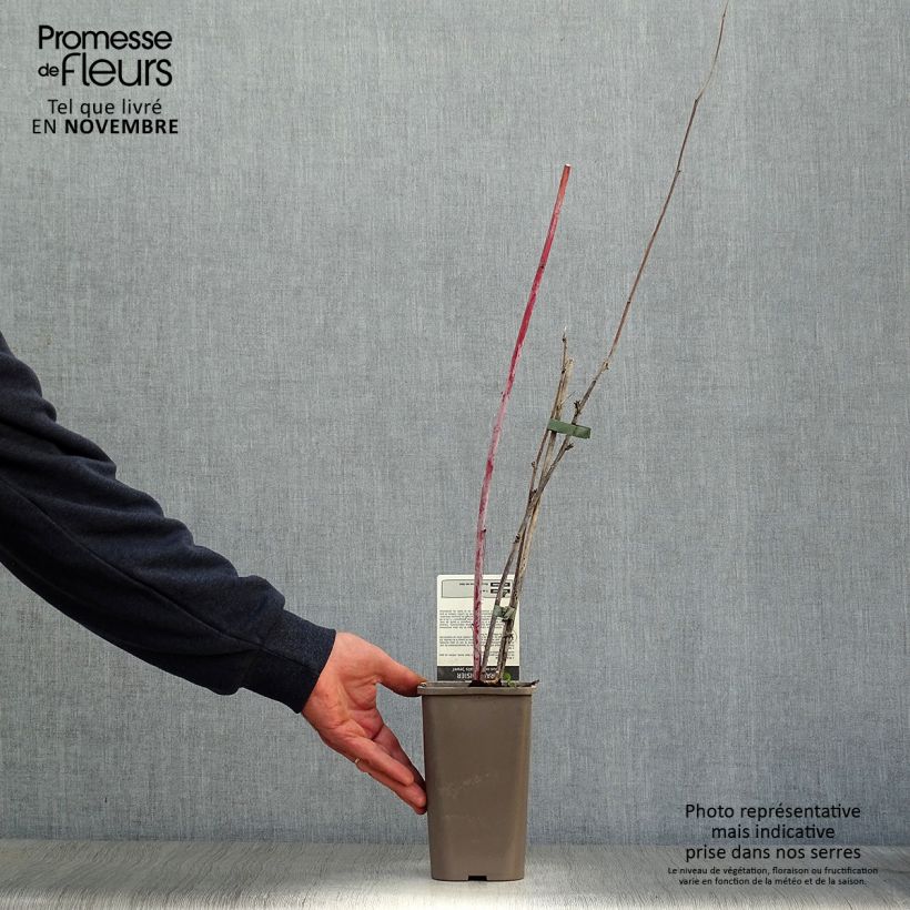 Black Jewel Raspberry - Rubus occidentalis 1.5L/2L pot, Clump sample as delivered in autumn