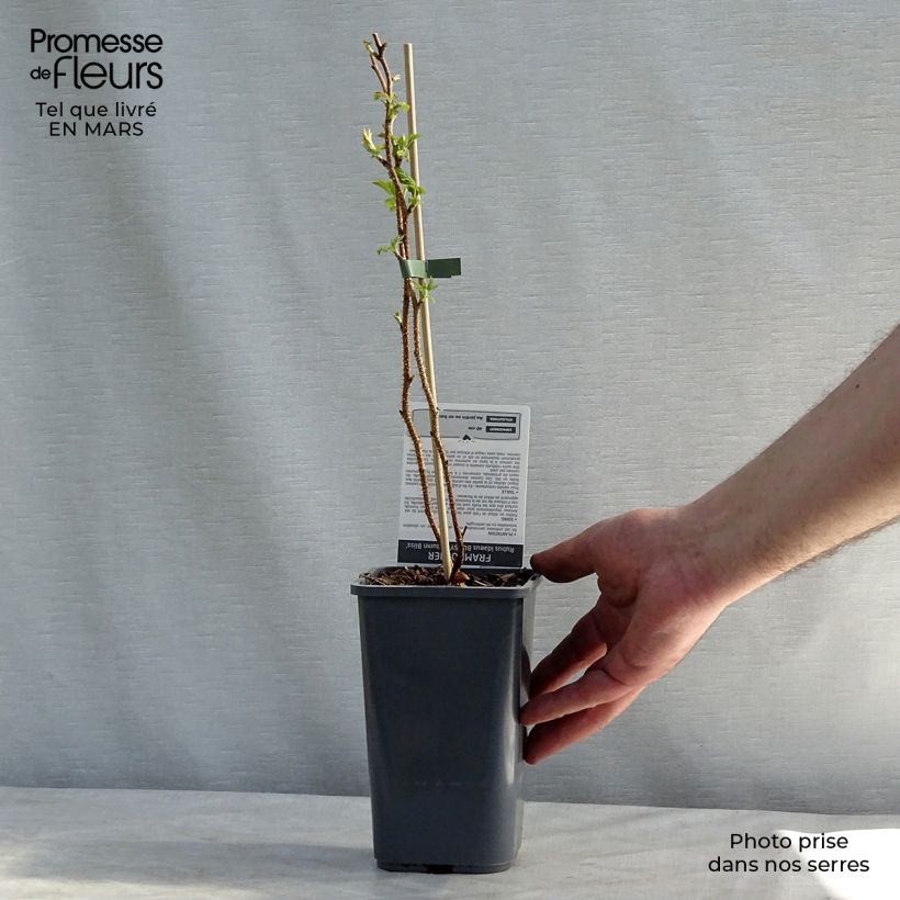 Raspberry Blissy or Autumn Bliss (Everbearing) - Rubus ideaus 1.5L/2L pot, Clump sample as delivered in winter