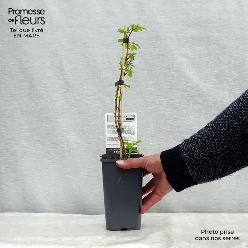 Organic Raspberry Blissy or Autumn Bliss (Everbearing) - Rubus idaeus 1.5L/2L pot, Clump sample as delivered in spring