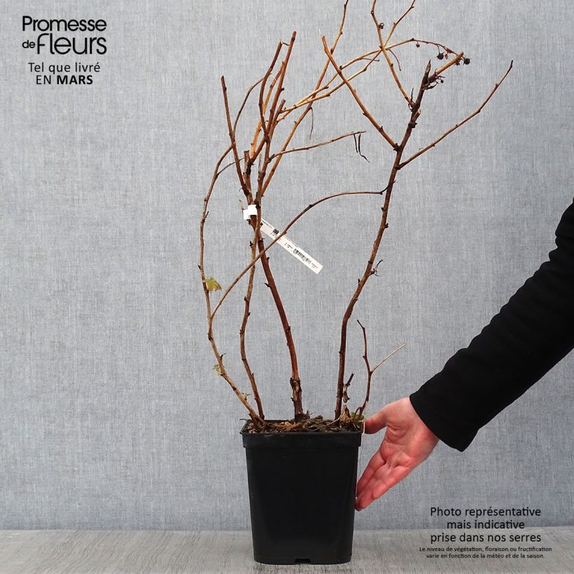 Raspberry Blissy or Autumn Bliss (Everbearing) - Rubus ideaus 3L/4L pot sample as delivered in winter