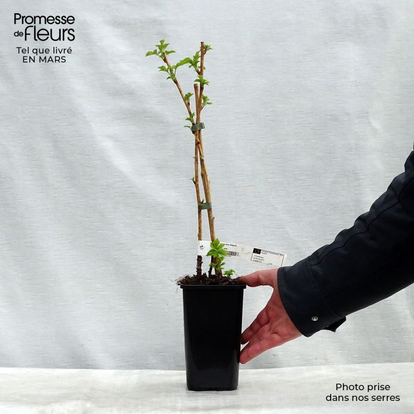 Rubus idaeus Fall Gold - Raspberry 1.5L/2L pot sample as delivered in spring