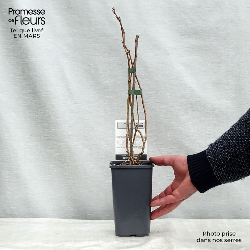 Organic Raspberry Glen Ample Raspberry - Rubus idaeus 1L/1.5L pot, Clump sample as delivered in winter