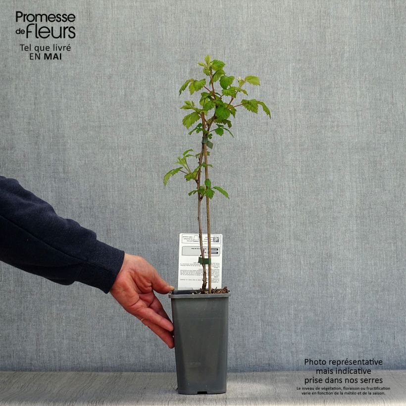 Organic Raspberry Glen Ample Raspberry - Rubus idaeus 1L/1.5L pot, Clump sample as delivered in spring