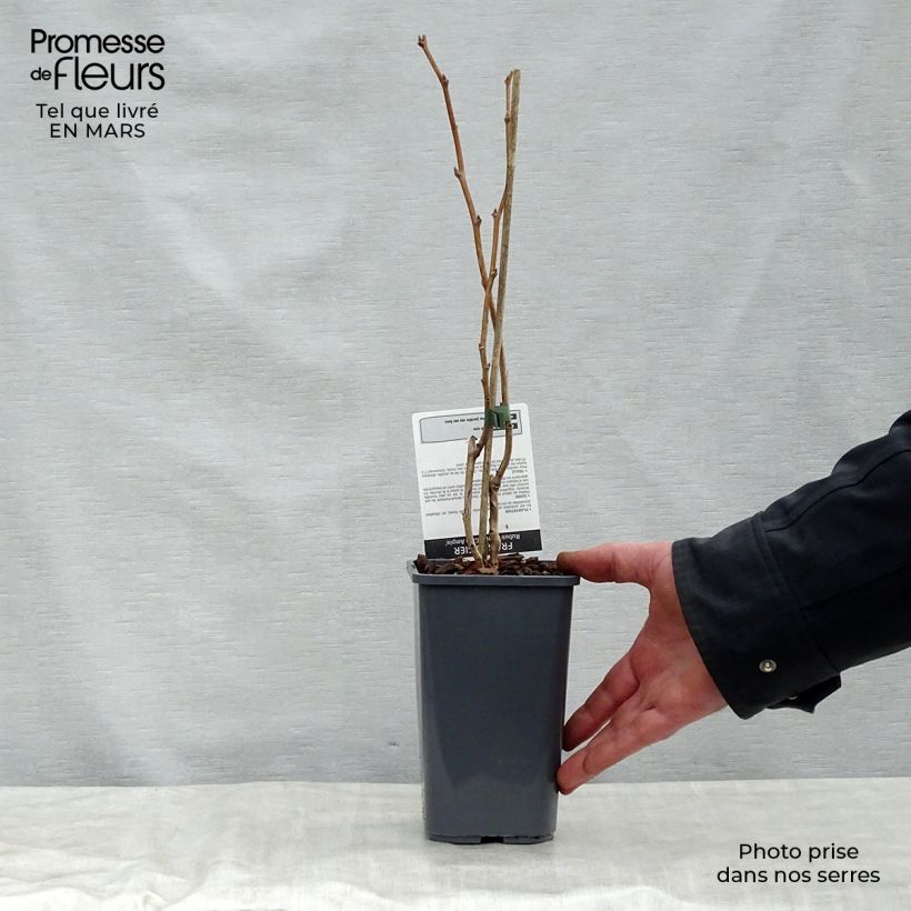 Raspberry Glen Ample- Rubus idaeus 1.5L/2L pot, Clump sample as delivered in spring