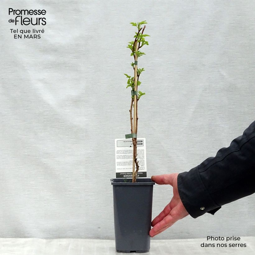 Raspberry Golden Everest- Rubus idaeus 1.5L/2L pot, Clump sample as delivered in spring