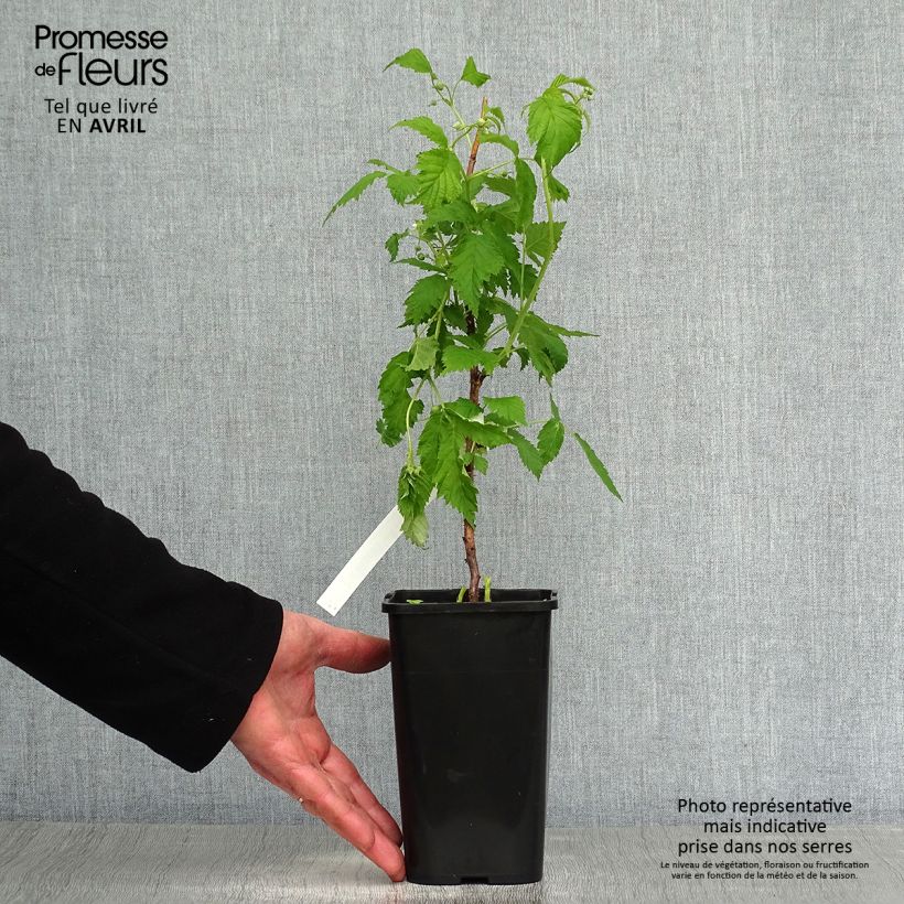 Raspberry Lowberry Goodasgold- Rubus idaeus 1.5L/2L pot, Clump sample as delivered in spring