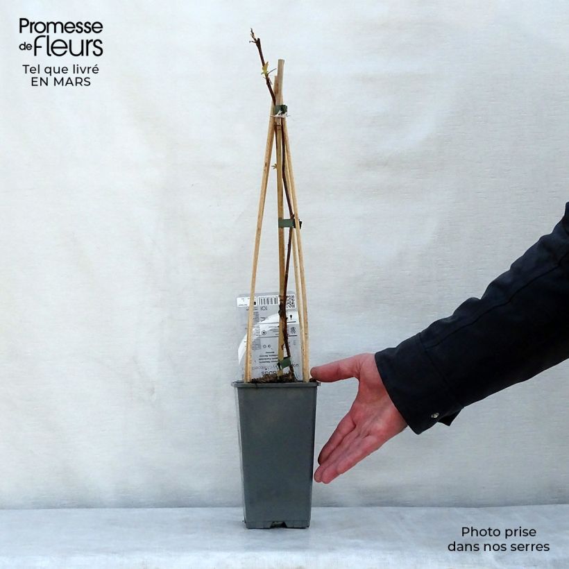 Raspberry Groovy Raspberry - Rubus idaeus 2L/3L pot, Clump sample as delivered in spring