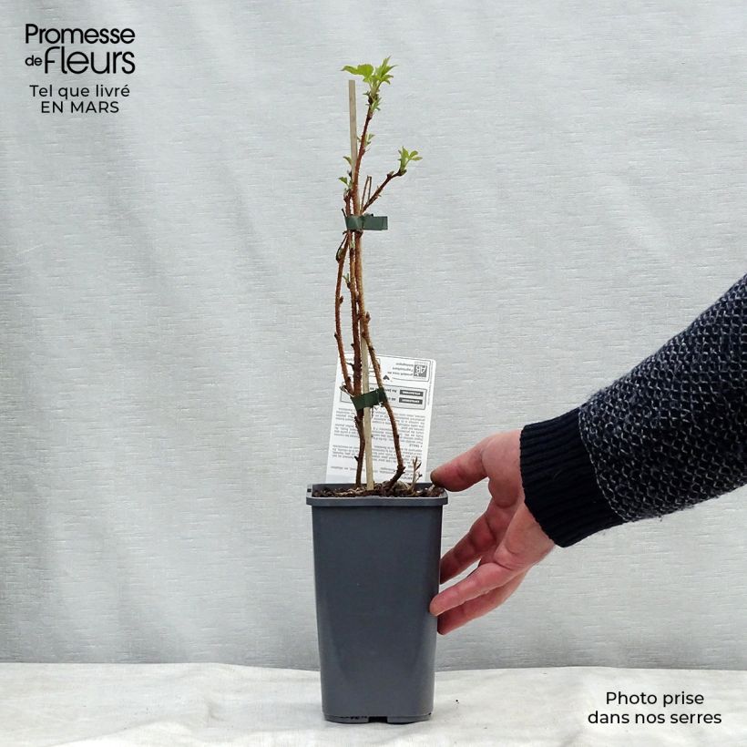 Organic Raspberry Heritage- Rubus idaeus 1.5L/2L pot, Clump sample as delivered in spring