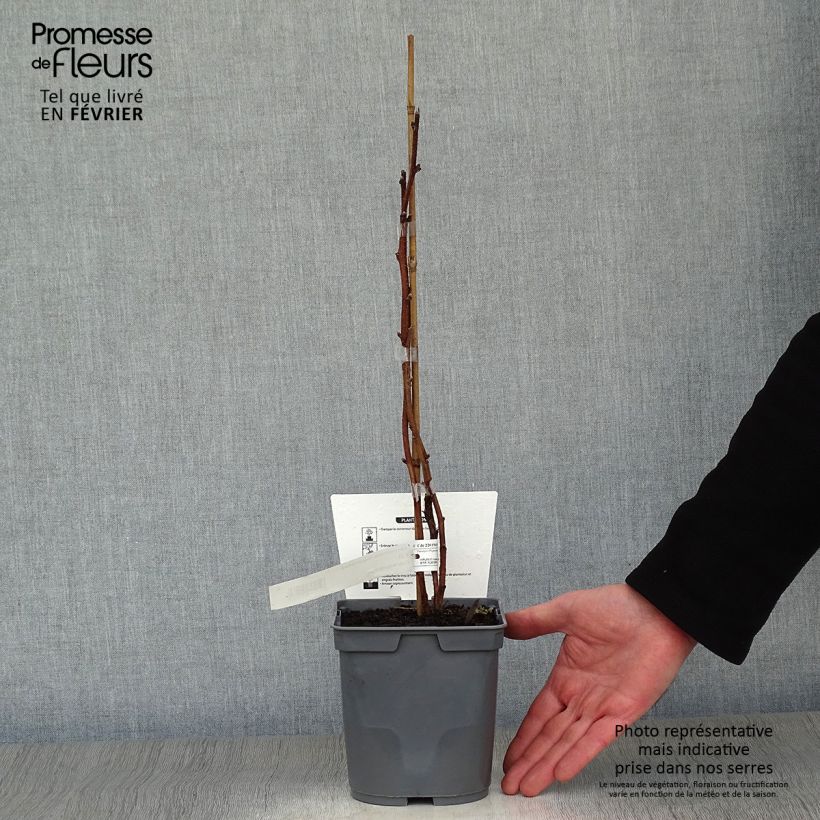 Raspberry Magnific Delbard- Rubus idaeus 2L/3L pot, Clump sample as delivered in winter