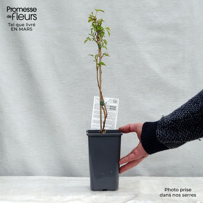 Organic Raspberry Autumn Happy Malling (Everbearing) - Rubus idaeus 1.5L/2L pot, Bush sample as delivered in spring