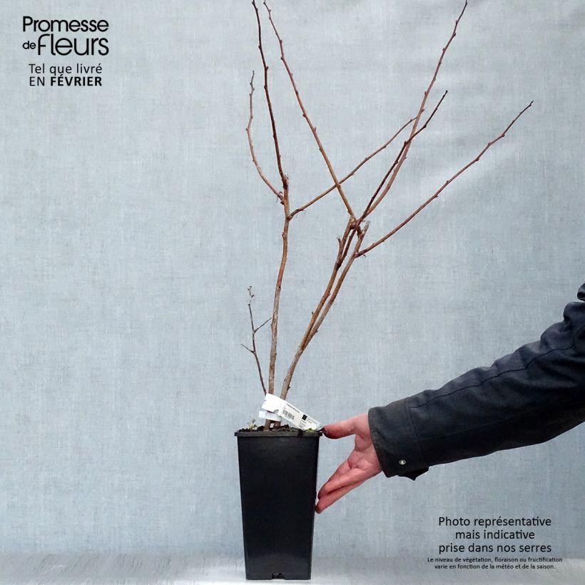 Raspberry Malling Promise- Rubus idaeus 1.5L/2L pot sample as delivered in winter