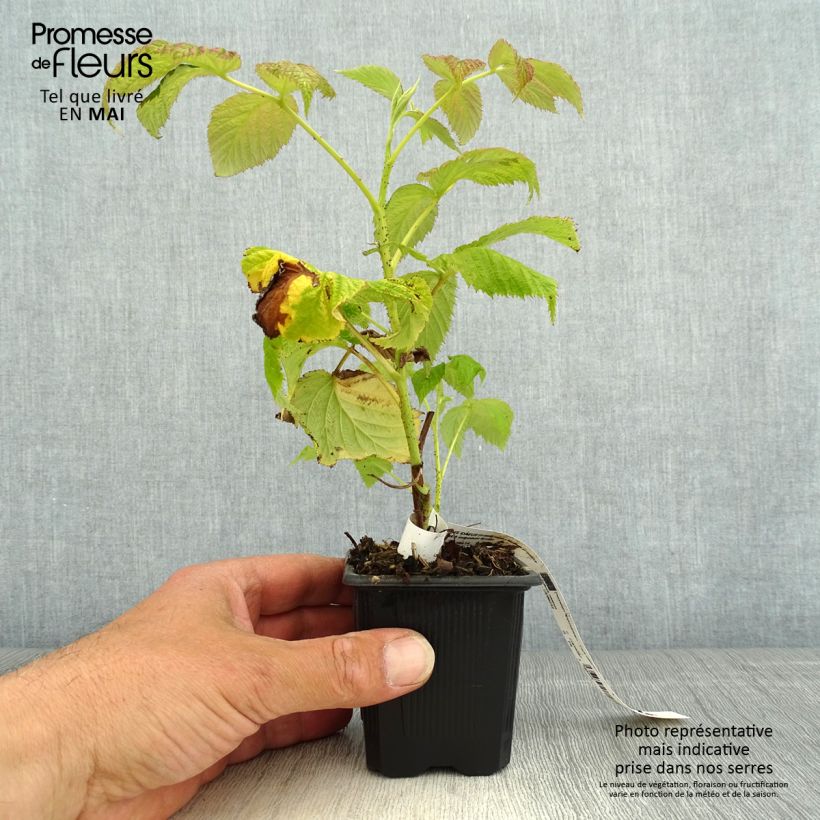Raspberry Malling Promise- Rubus idaeus 8/9 cm pot sample as delivered in spring