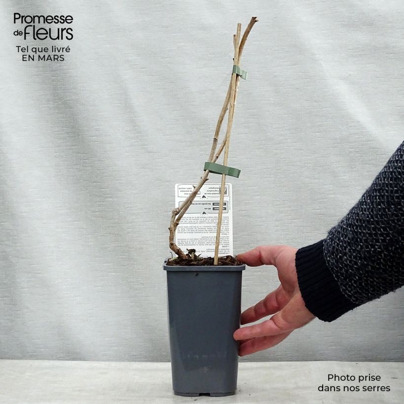 Organic Raspberry Marastar- Rubus idaeus 1.5L/2L pot, Clump sample as delivered in spring