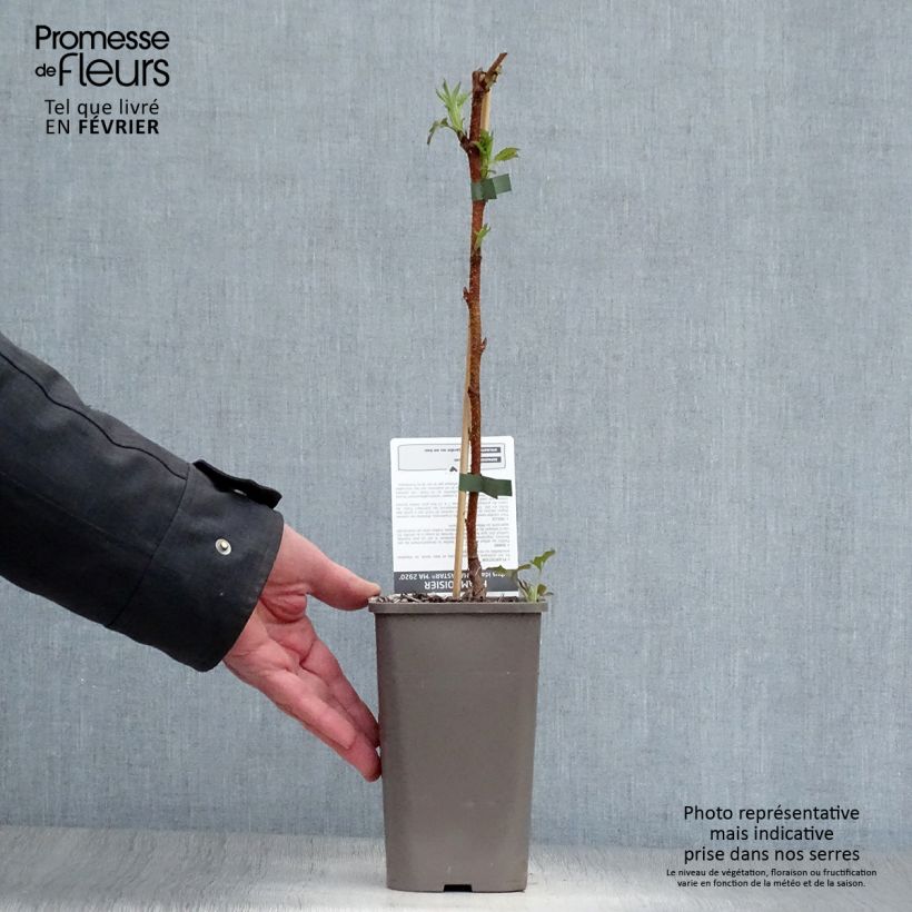 Rubus idaeus Marastar - Raspberry 1.5L/2L pot, Clump sample as delivered in winter