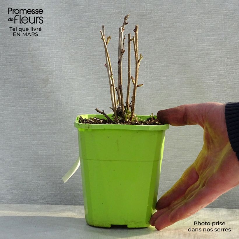 Raspberry Rustica- Rubus idaeus 1L/1.5L pot, Clump sample as delivered in spring