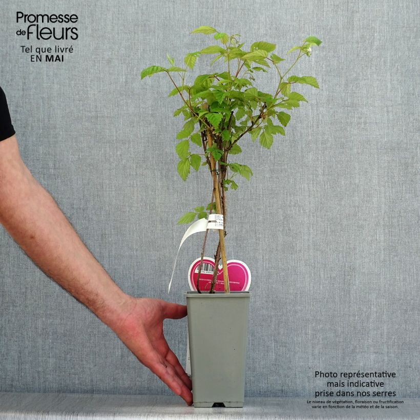 Raspberry Schönemann - Rubus idaeus 1.5L/2L pot, Bush sample as delivered in spring