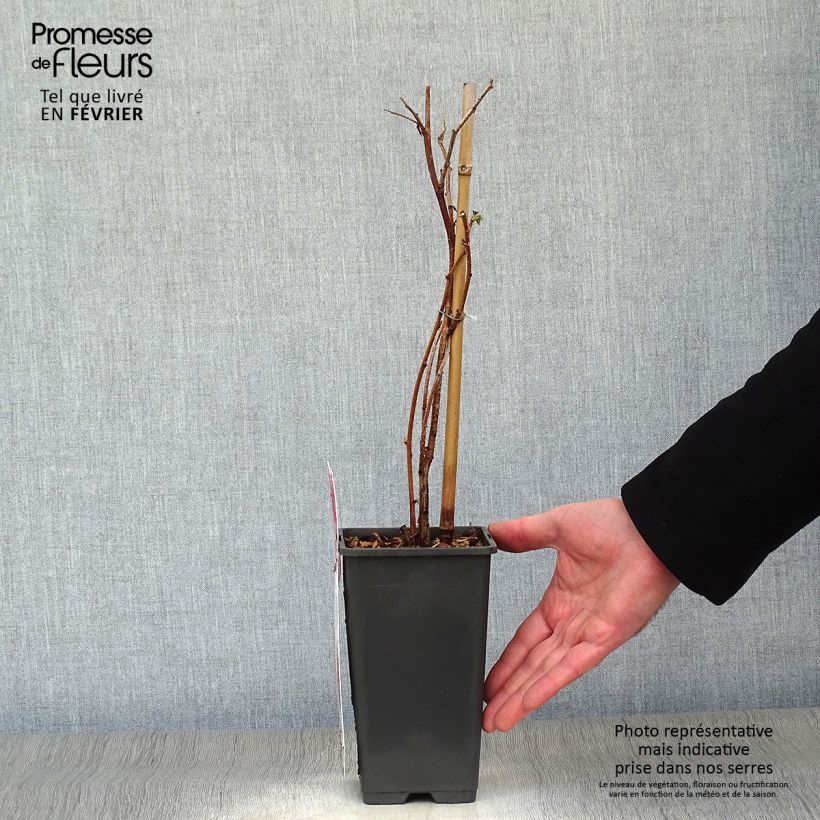 Raspberry Tulameen - Rubus idaeus 2L/3L pot, Bush sample as delivered in winter