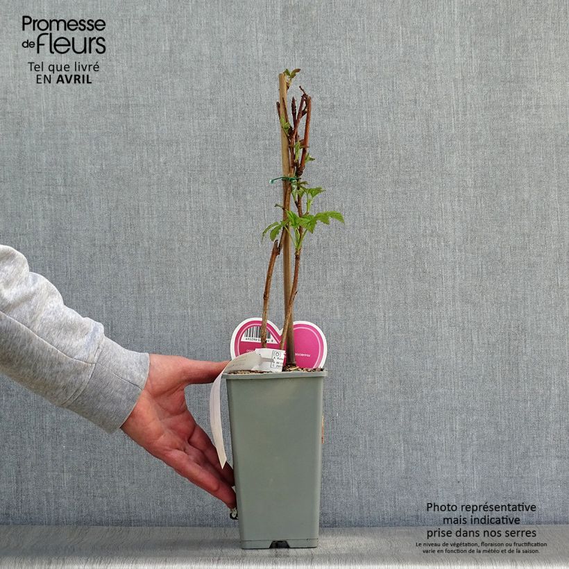 Raspberry Tulameen - Rubus idaeus 2L/3L pot, Bush sample as delivered in spring