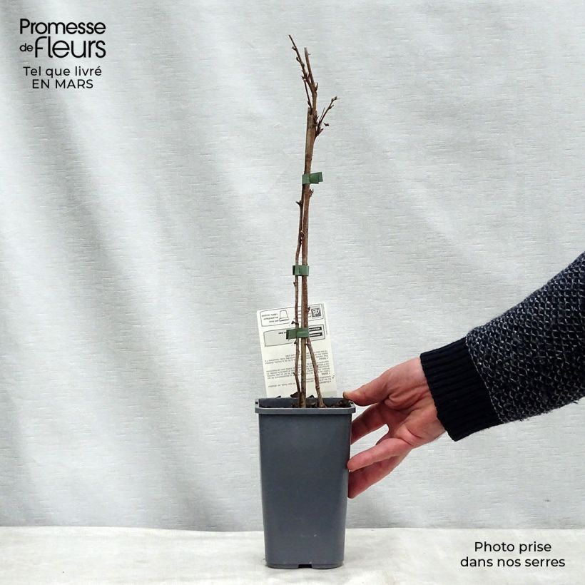 Organic Raspberry Willamette - Rubus idaeus 1.5L/2L pot, Bush sample as delivered in winter