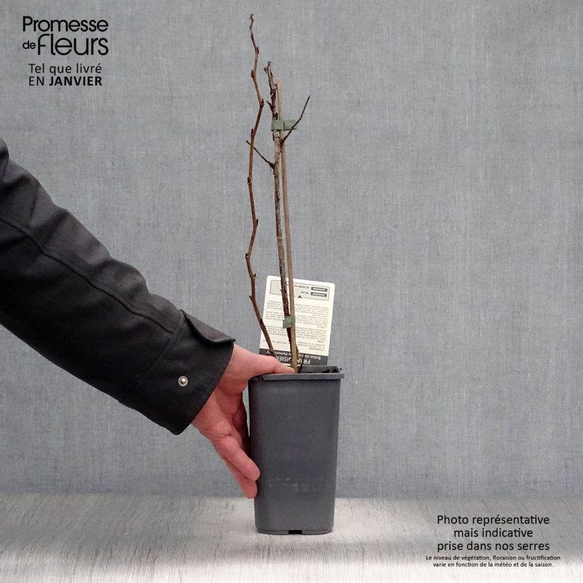 Raspberry Zeva Herfsternte - Rubus idaeus 1.5L/2L pot, Clump sample as delivered in winter