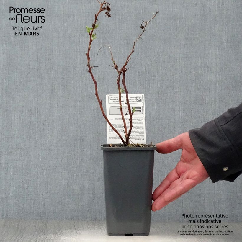 Organic Raspberry Little Sweet Sister- Rubus idaeus 1.5L/2L pot, Clump sample as delivered in spring