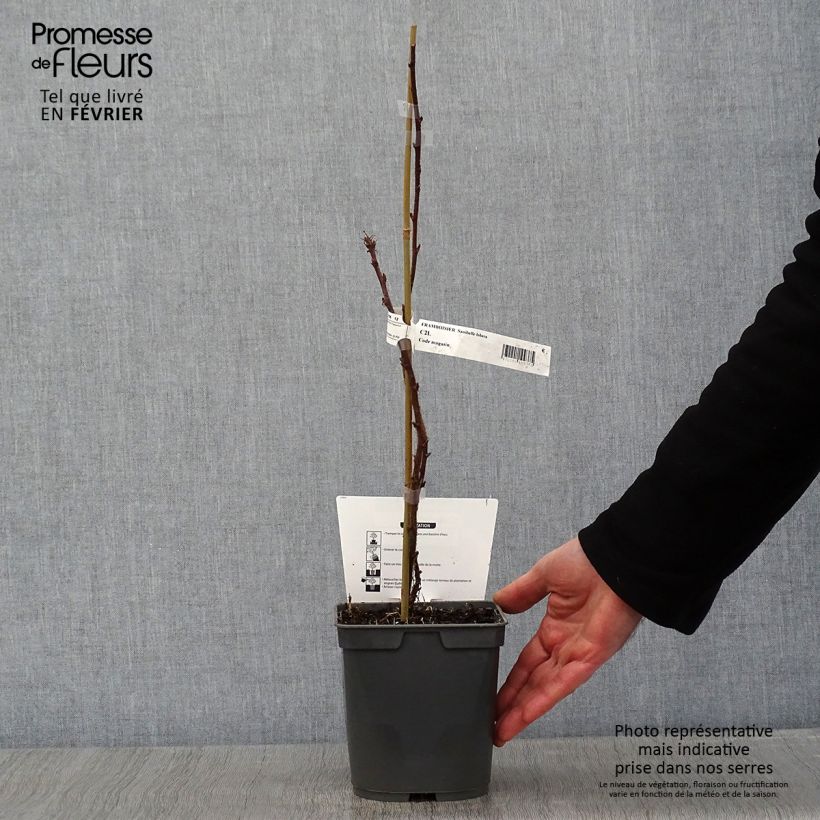 Raspberry Sanibelle (Everbearing) - Rubus idaeus 1L/1.5L pot sample as delivered in winter